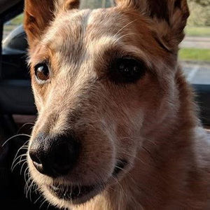 Meet your Posher, Brandy